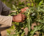 Ashwagandha EXTRA BIO Epigemic®