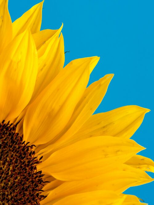 david-travis-zYT6u51a0BU-unsplash