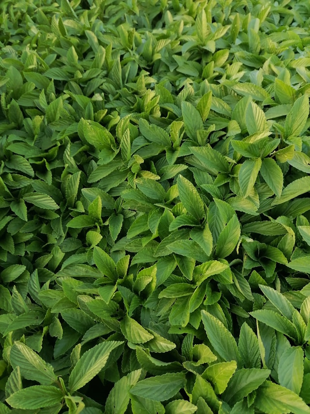 EGCG - extrakt zo zeleného čaja Epigemic®